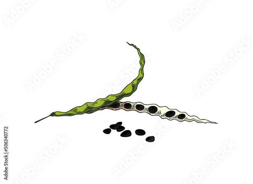 Plant seeds. Opened canola pod. Botanical, floral vector illustration with canola pod, hand drawn sketch