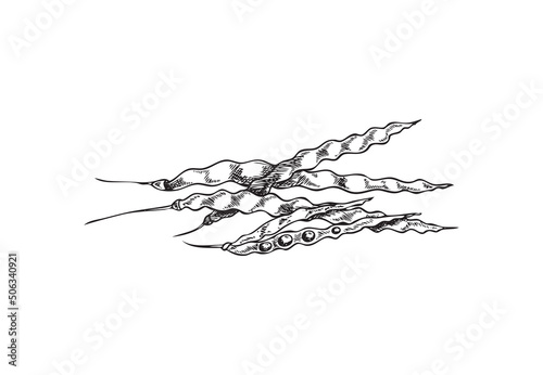 Botanical, floral vector illustration with canola pod, hand drawn sketch monochrome on white background