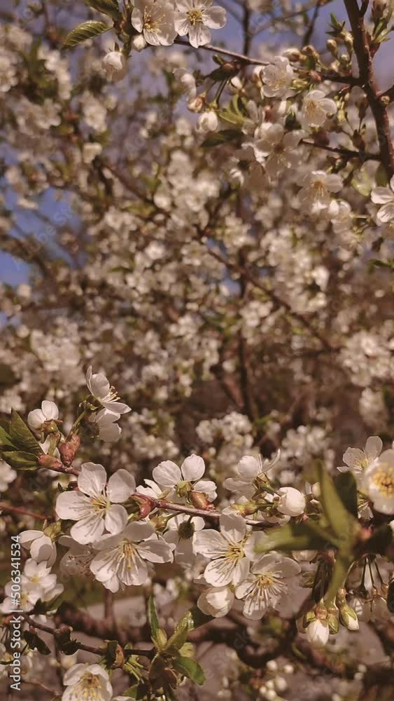 White blooming cherry flowers and buds on branch with green leaves close-up.Lots of white flowers in sunlight spring sunny day. Beautiful natural background. Vertical video. Vintage old style White blooming cherry flowers and buds on branch with green leaves close-up.Lots of white flowers in sunlight spring sunny day. Beautiful natural background. Vertical video. Vintage old style