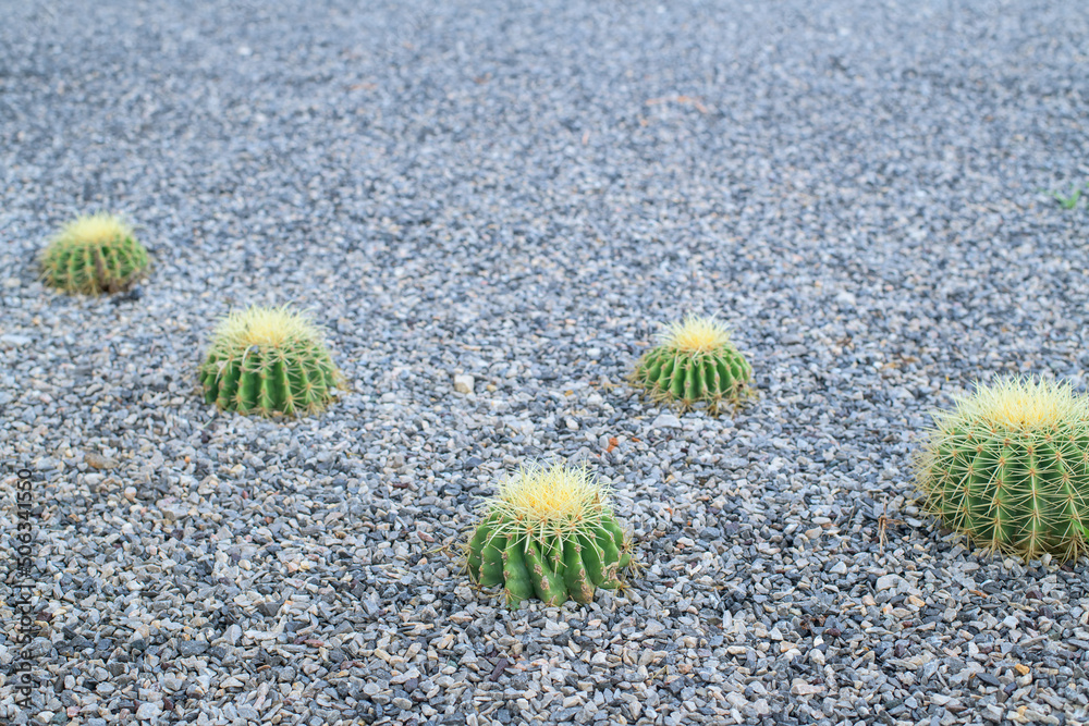 Echinocactus grusonii or Kroenleinia grusonii in the garden Echinocactus grusonii or Kroenleinia grusonii in the garden