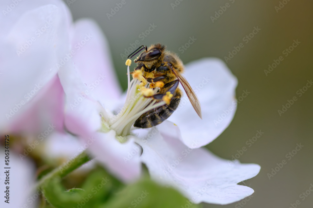 Close Honey bee collecting pollen from apple tree blossom Close Honey bee collecting pollen from apple tree blossom