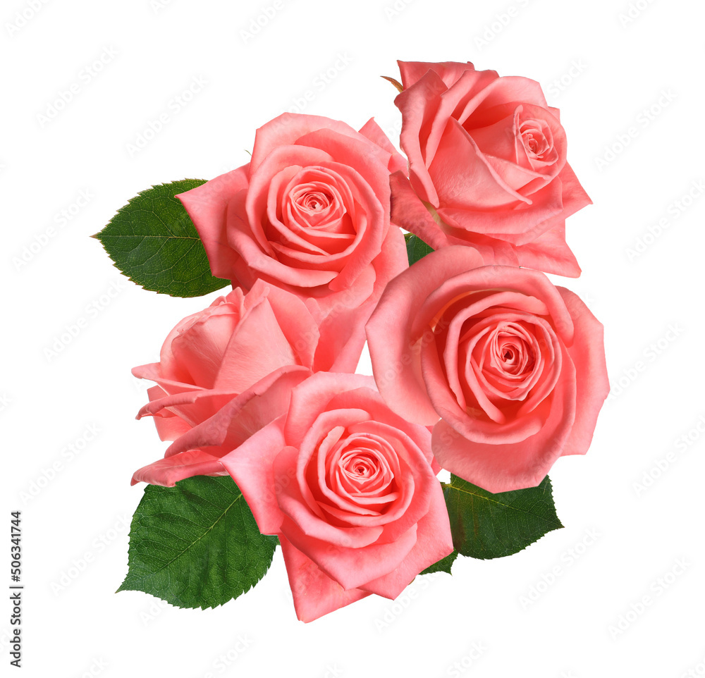 Fototapeta premium Beautiful pink roses with green leaves on white background