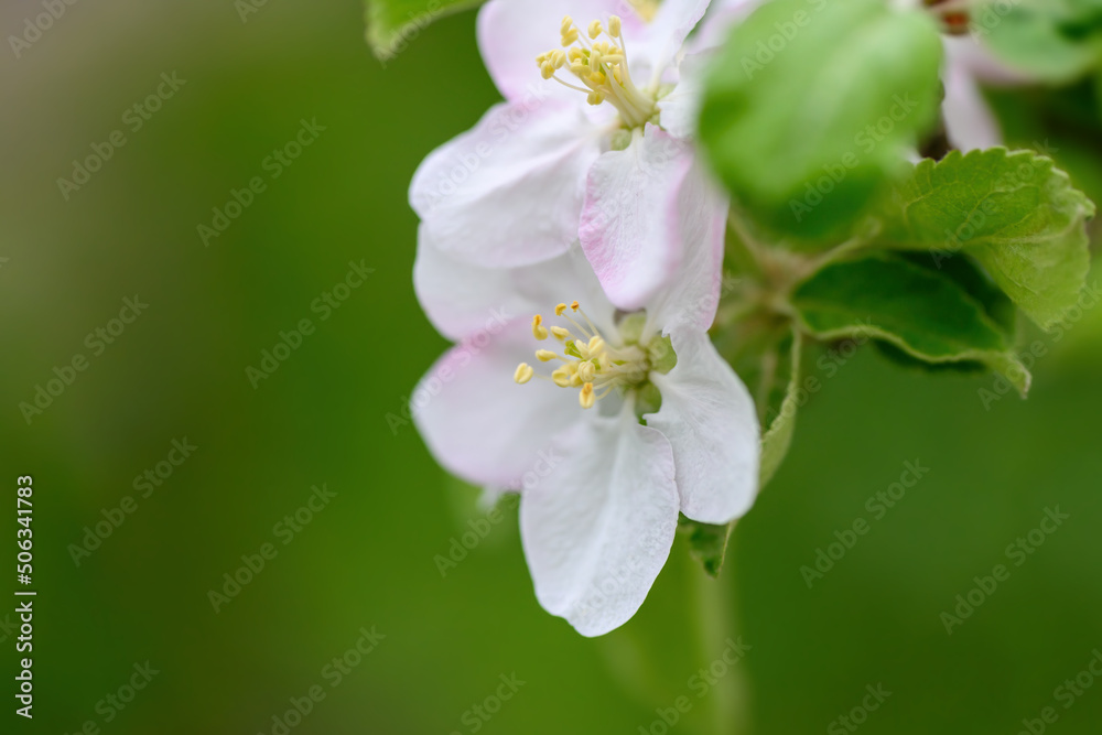 Flowers close up on an apple tree branch on a background of blurred garden