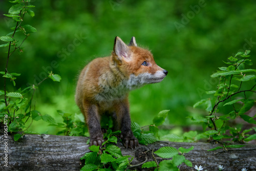 Red fox, vulpes vulpes, small young cub in forest on a tree trunk. Cute little wild predators in natural environment © byrdyak