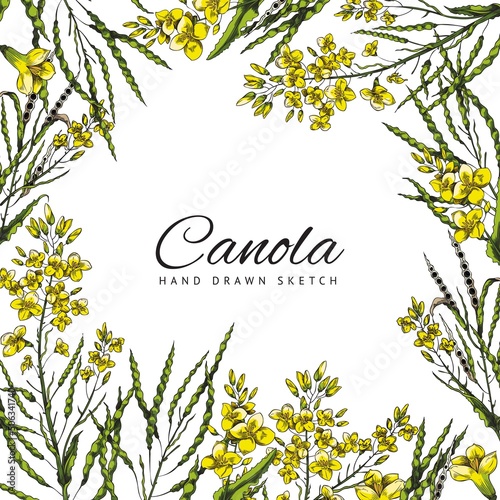 Canola flowers frame for text, vector illustration isolated on white background.