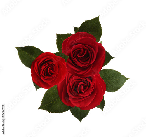 Beautiful red roses with green leaves on white background