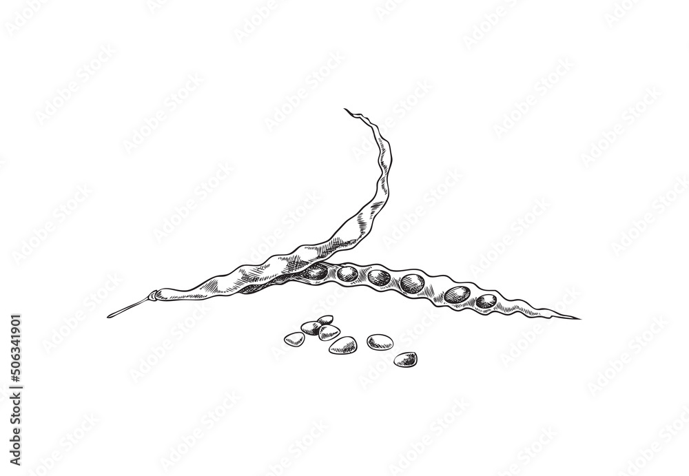 Canola or organic mustard pod with seeds, engraved vector illustration isolated. Canola or organic mustard pod with seeds, engraved vector illustration isolated.