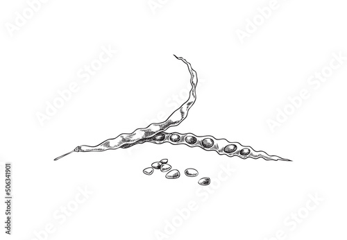 Canola or organic mustard pod with seeds, engraved vector illustration isolated.