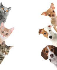Cute funny cats and dogs on white background