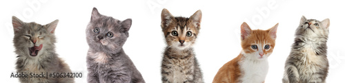 Fotografie, Obraz Cute little kittens on white background. Banner design