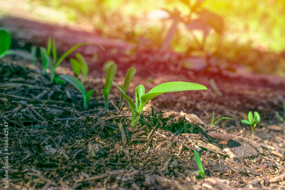 sprout in the ground sprout in the ground