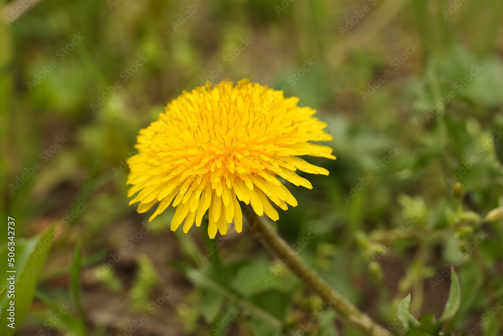 Beautiful yellow dandelion flower growing outdoors, closeup Beautiful yellow dandelion flower growing outdoors, closeup