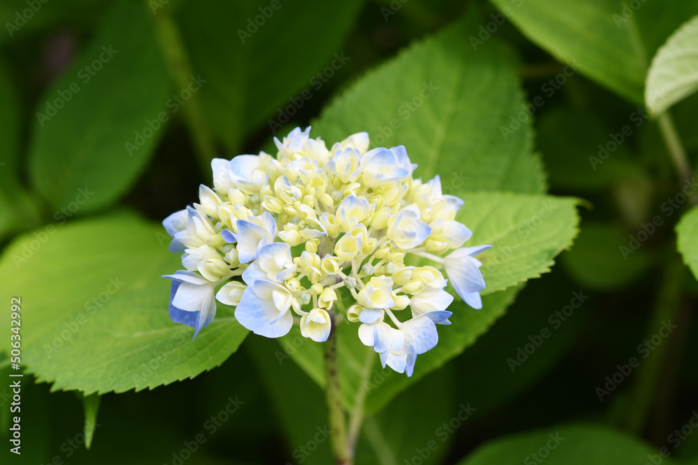 青色の花 紫陽花 青色の花 紫陽花