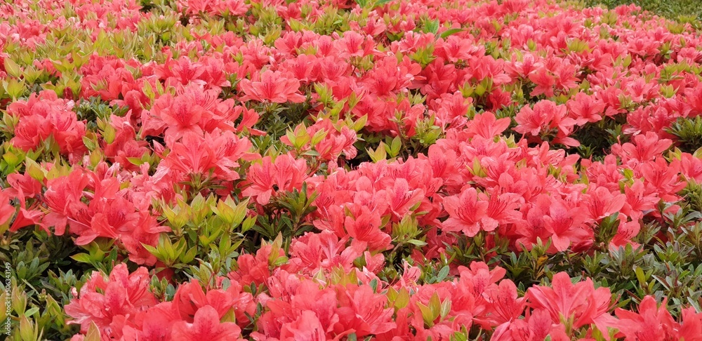 Rhododendron, 만개한 주황 철쭉, 봄 꽃