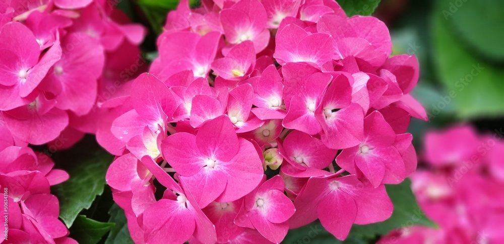 A Bright Hydrangea (Bigleaf Hydrangea Flowers) - 화려한 수국, 팝콘수국 A Bright Hydrangea (Bigleaf Hydrangea Flowers) - 화려한 수국, 팝콘수국