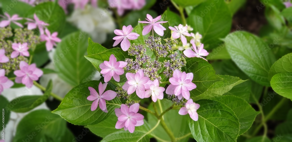 A Pretty Hydrangea (Hydrangea Flowers) - 만개한 예쁜 수국 A Pretty Hydrangea (Hydrangea Flowers) - 만개한 예쁜 수국