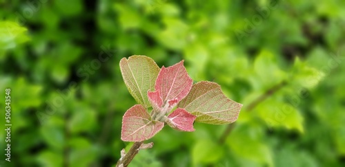 Bud, Young Shoots, 잎, 새순, 연한고 어린 새싹 photo