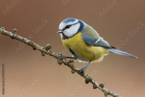 Attractive eurasian blue tit, cyanistes caeruleus, with large black eye sitting on branch in autumn forest. Animal wildlife in nature. Cute bird resting on a tree in forest.
