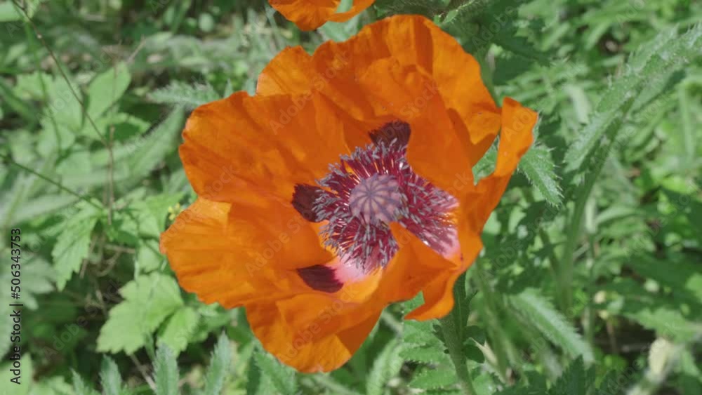Top View Of Orange Poppy Flower Fully Bloomed, Lightly Swaying In The Wind Top View Of Orange Poppy Flower Fully Bloomed, Lightly Swaying In The Wind