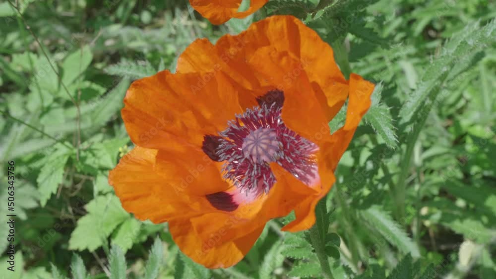Honeybee Crawls Inside Orange Poppy Flower, Searching For Nectar Honeybee Crawls Inside Orange Poppy Flower, Searching For Nectar