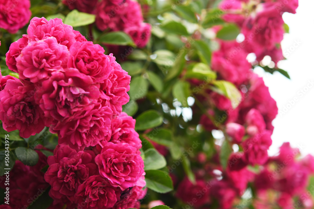 ローズピンク色の薔薇の花 ローズピンク色の薔薇の花