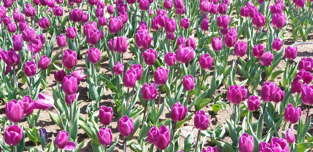 Purple Tulips - 퍼플 튤립