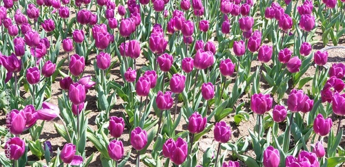 Purple Tulips -              