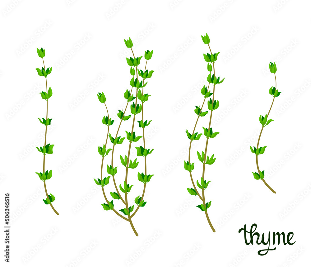 A set of thyme sprigs on a white background. Herbs.
