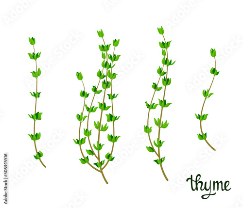 Fotografie, Obraz A set of thyme sprigs on a white background. Herbs.