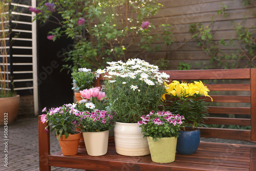Many different beautiful blooming plants in flowerpots on wooden bench outdoors
