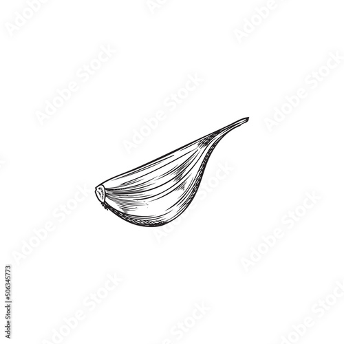 Hand drawn monochrome clove of garlic sketch style, vector illustration