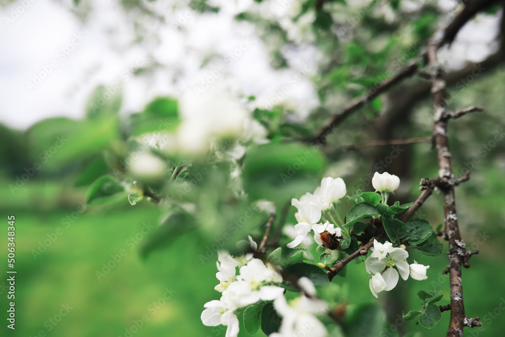 White flowers on a green bush. The white rose is blooming. Spring cherry apple blossom.