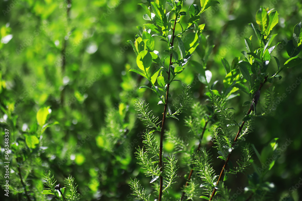 Spring nature background. Greenery of trees and grasses on a sunny spring morning. Forest landscape. Spring nature background. Greenery of trees and grasses on a sunny spring morning. Forest landscape.