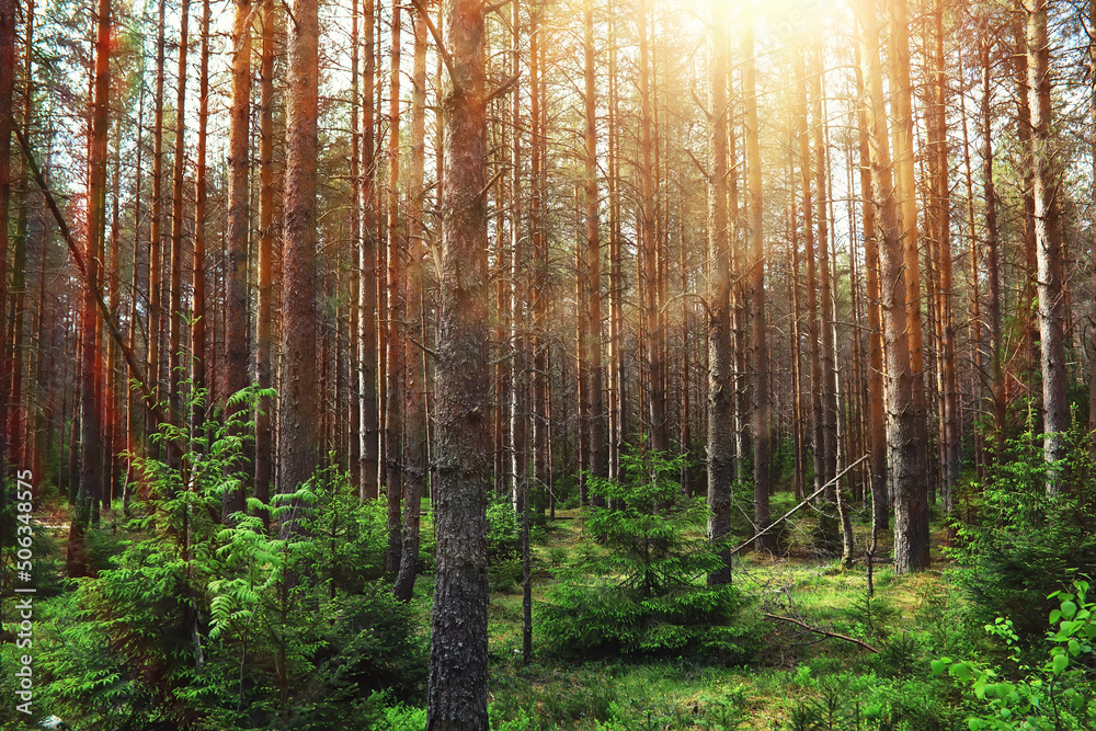 Pine forest. Trees in the forest. Fir branches with cones. Glare of the sun. Pine forest. Trees in the forest. Fir branches with cones. Glare of the sun.