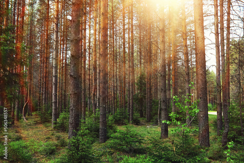 Pine forest. Trees in the forest. Fir branches with cones. Glare of the sun.