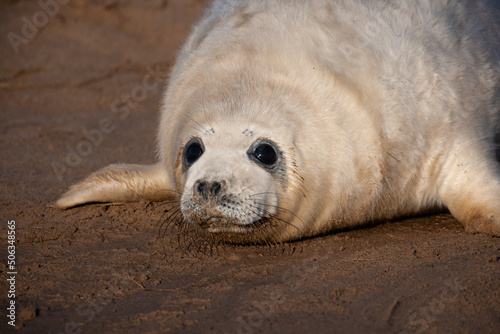 Grey seal pup lying on the sand waiting for its mom to return, Donna Nook, UK