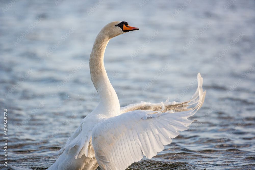 Mute Swan flapping its wing to clean itself in London