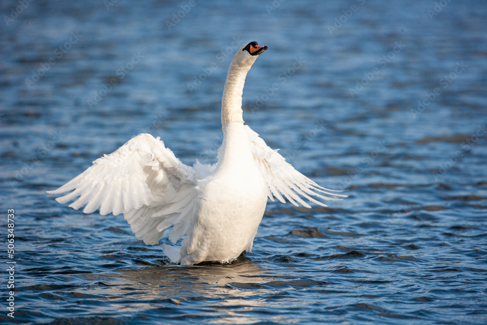 Fototapeta premium Mute Swan flapping its wing to clean itself in London