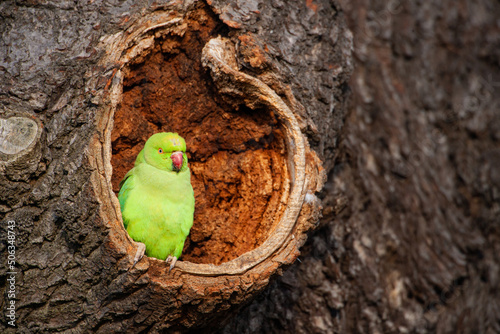 Canvas Print Ring-necked Parakeet on the edge of its nest in the warm morning sun in London