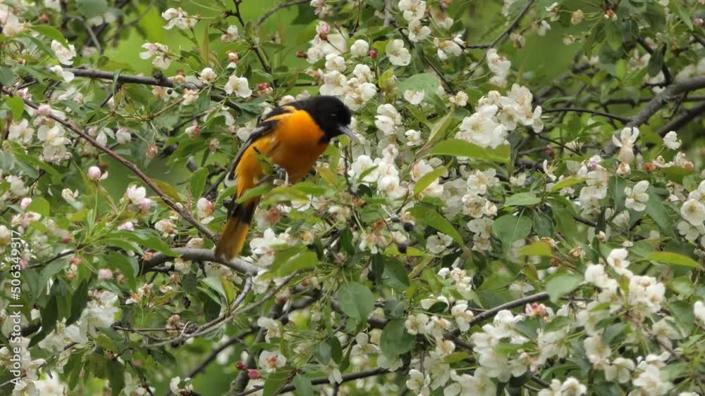 Perching Baltimore Oriole Bird Hopping On Branches Of A Flowering Plants. Close Up