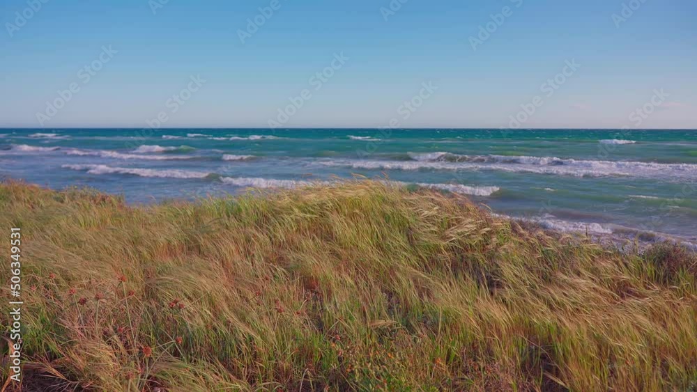Dry grass sway in the wind Dry grass sway in the wind