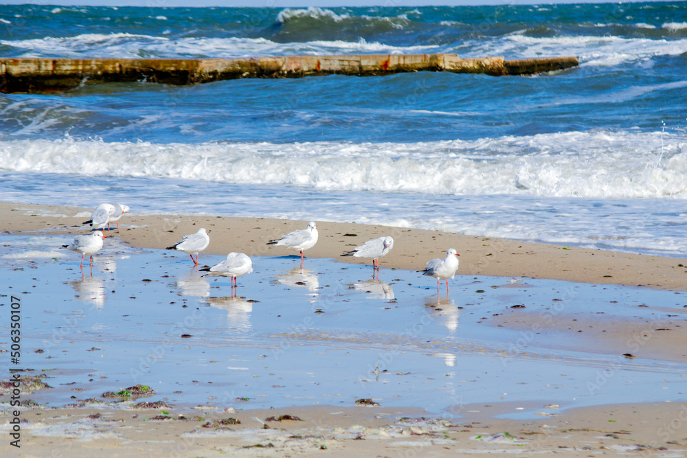 Many white sea gulls on the sandy beach of the sea shore on a sunny day. Greater high waves roll on the sand of the shore. Waves crash on an old concrete breakwater. Strong wind, stormy weather, storm