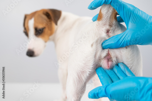Veterinarian doing an examination of the genitals of a female dog Jack Russell Terrier. 