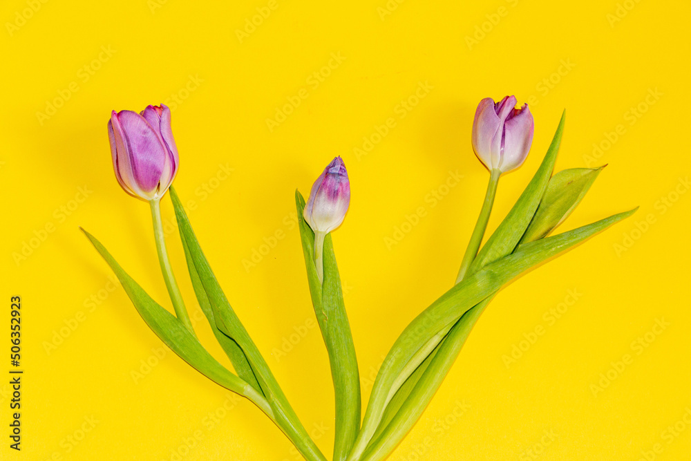  unusual purple tulip with  golden tint and delicate petals against bright yellow background