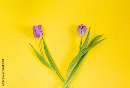 Fototapeta Naklejka Na Ścianę i Meble -   unusual purple tulip with  golden tint and delicate petals against bright yellow background