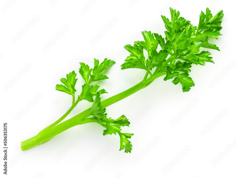 Parsley isolated on white background. Fresh green vegan parsley herb leaf top view, flat lay.