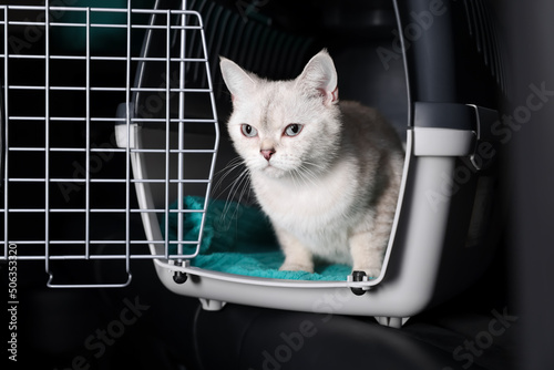 Cute white British Shorthair cat inside pet carrier