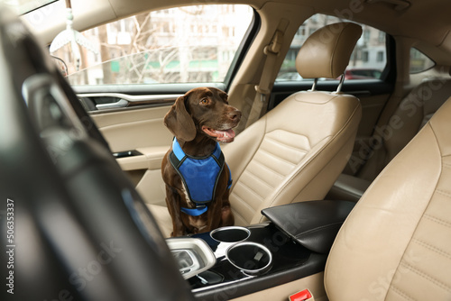 Cute German Shorthaired Pointer dog waiting for owner on front seat of car. Adorable pet photo