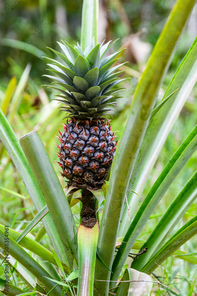 Pineapple plant with fruit at the plantation. Agricultural concept. Tropical fruit Pineapple plant with fruit at the plantation. Agricultural concept. Tropical fruit