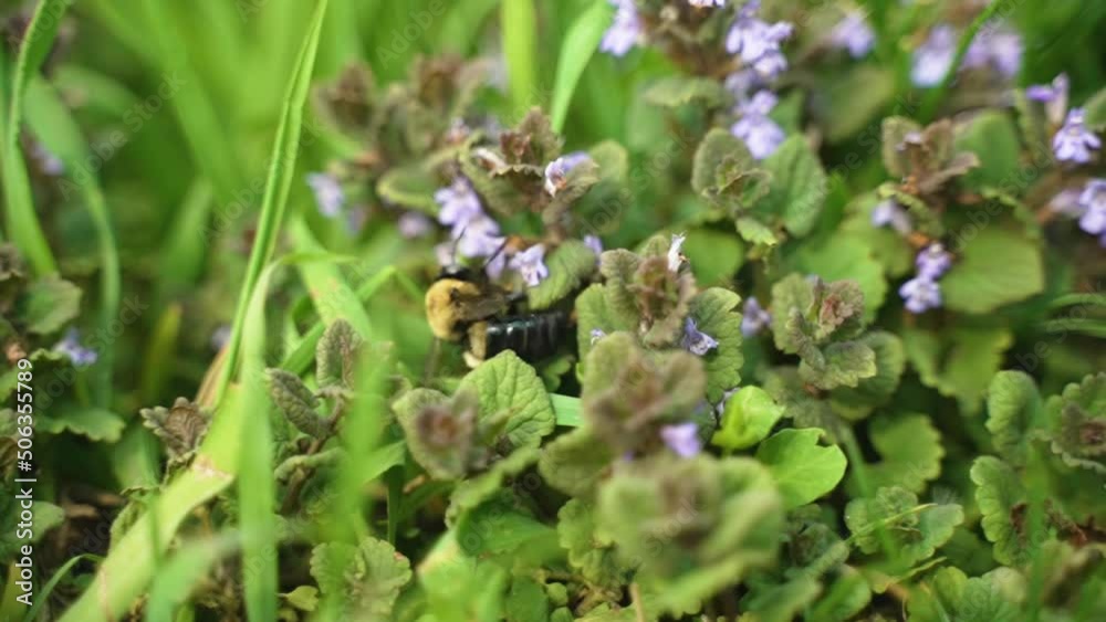 A bumblebee crawls along some leaves and flowers before letting go and flying. Slow motion. A bumblebee crawls along some leaves and flowers before letting go and flying. Slow motion.